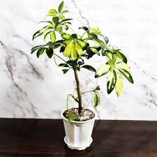 Schefflera Arboricola
